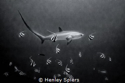Breakfast at the Thresher Shark by Henley Spiers 